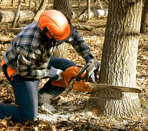 Tree Removal in Port O Connor, TX